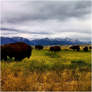 Bison on the way to Flat Creek Ranch