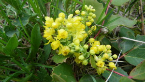 Oregon Grape