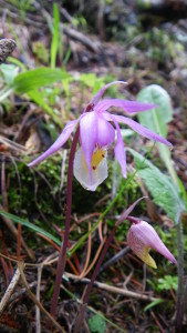 photo of spring wildflower, Calypso Orchid