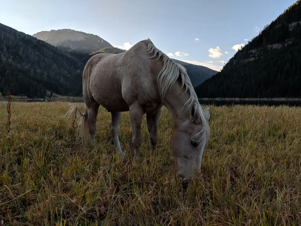 Luxury Dude Ranch