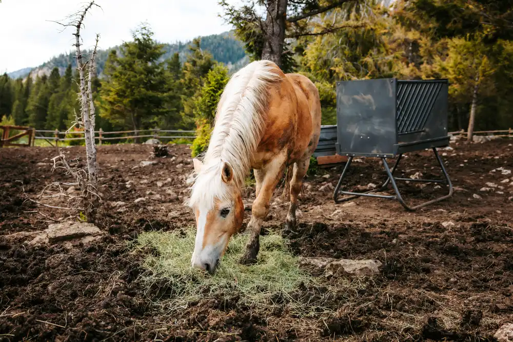 Luxury Dude Ranch